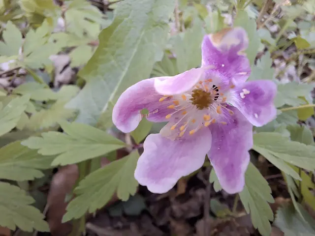 lila Buschwindröschen | Foto: Norbert Sanftmann