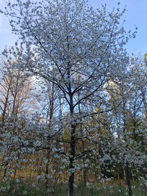 Foto: Norbert Sanftmann