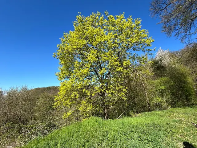 grün in allen Schattierungen | Foto: Albverein Weinsberg