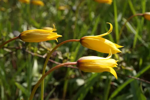 Wilde Tulpen | Foto: Helmut Brehm