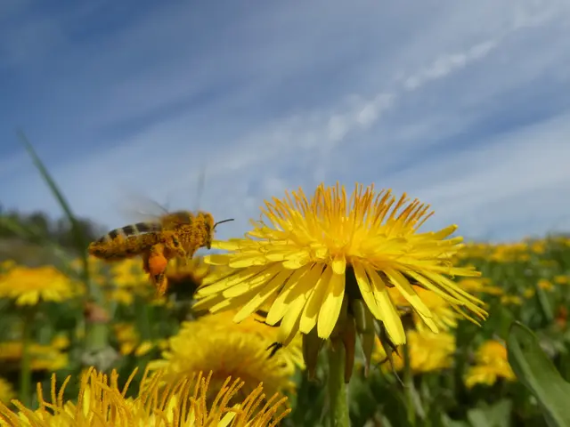 Biene im Anflug auf Löwenzahn. Voll beladen! | Foto: Helmut Brehm