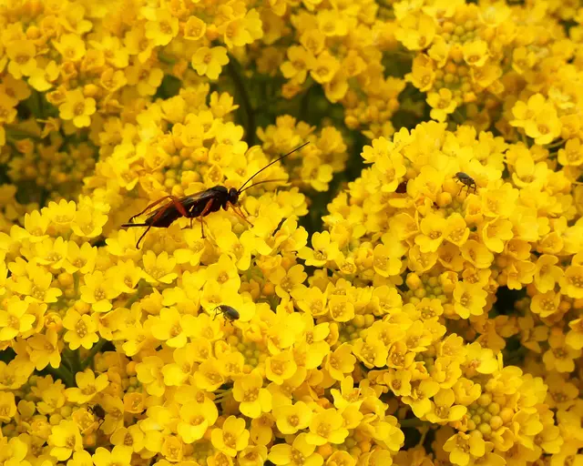 Und hier ein größeres Insekt.  Es hat geduldig still gehalten,  aber Makros sind mit meiner Kamera nicht so einfach.   | Foto: sigischlottke