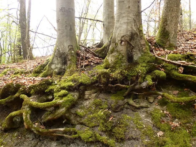 Ein beeindruckendes Wurzelgeflecht.   | Foto: sigischlottke