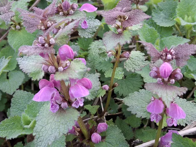 Buntnesseln | Foto: Norbert Sanftmann