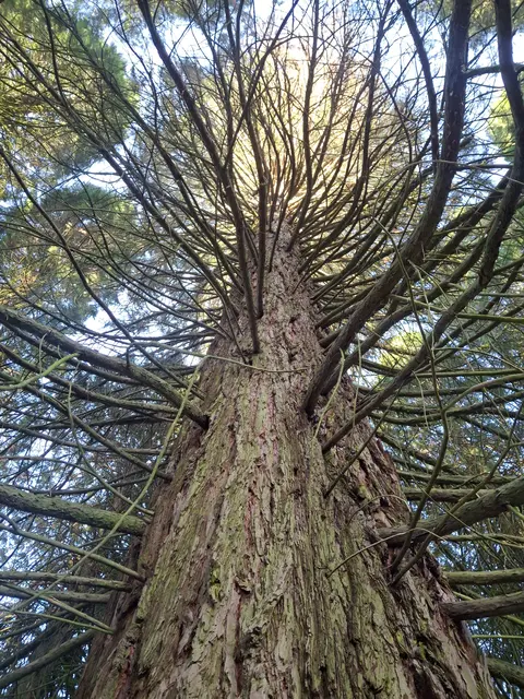 Mammutbaum | Foto: Norbert Sanftmann