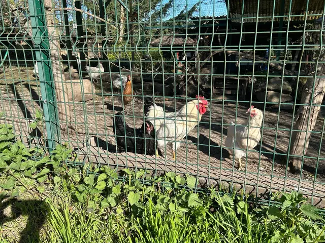 Das Federvieh ist auch schon  beschäftigt | Foto: Albverein Weinsberg