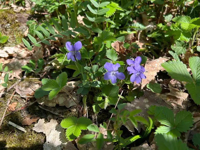 zart blau das Immergrün | Foto: Albverein Weinsberg