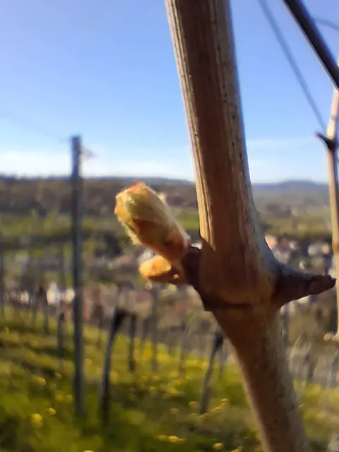 Da kommt der Jahrgang 2026 | Foto: Albverein Weinsberg