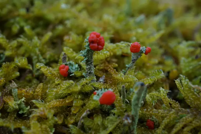 Becherflechten | Foto: Helmut Brehm