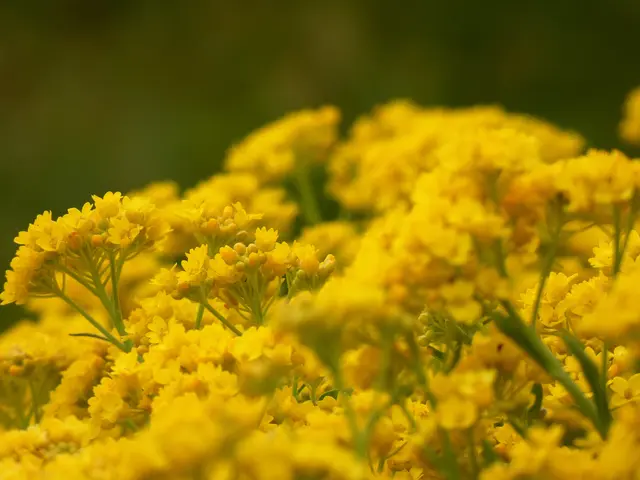 Es duftet auch herrlich. Da verschwimmen die Sinne 😀.  | Foto: sigischlottke
