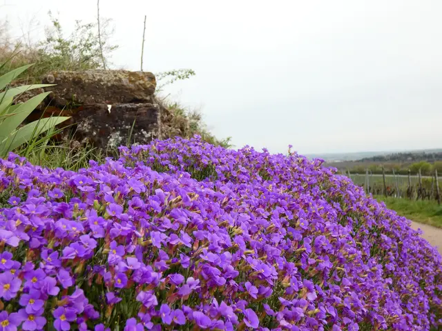 Die Frühlingsblumen beleben die noch kahlen Weinberge.   | Foto: sigischlottke