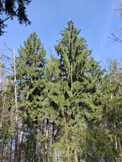 Foto: Norbert Sanftmann