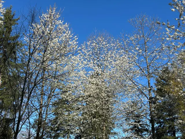 Die schönste Jahreszeit zeigt sich in allen Facetten | Foto: Albverein Weinsberg
