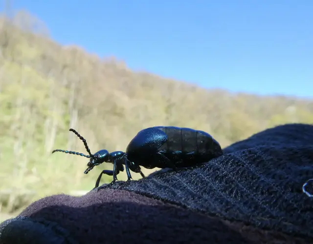 Ölkäfer am Ohrntalradweg | Foto: Helmut Brehm