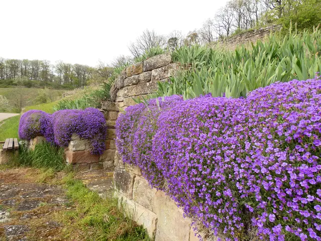 Üppige Blaukissen schmücken die Weinbergmauern. | Foto: sigischlottke