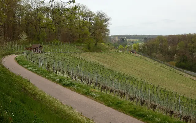 Mit dem Trekker wird fleißig gemäht.  Nicht so ohne an dem Hang.  | Foto: sigischlottke