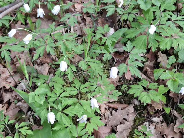 Buschwindröschen | Foto: Norbert Sanftmann