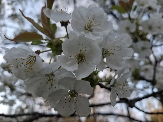 Foto: Norbert Sanftmann