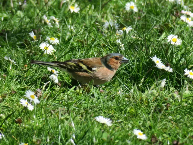 Buchfink | Foto: Helmut Brehm