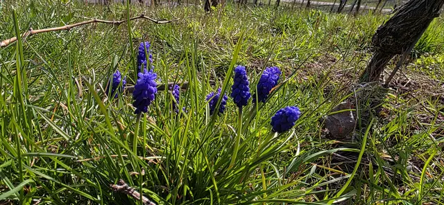 Farbtupfer. | Foto: privat Sibylle Tröber