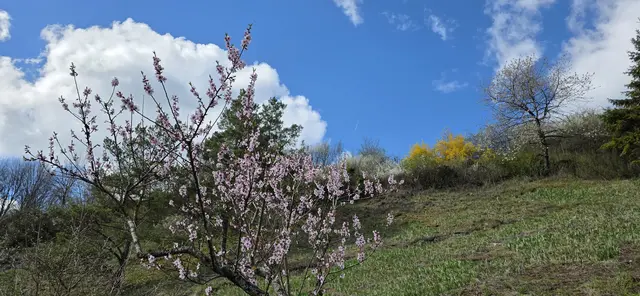 rosa ... grün ... gelb ... weiß ... alle Farben des Frühlings. | Foto: privat Sibylle Tröber