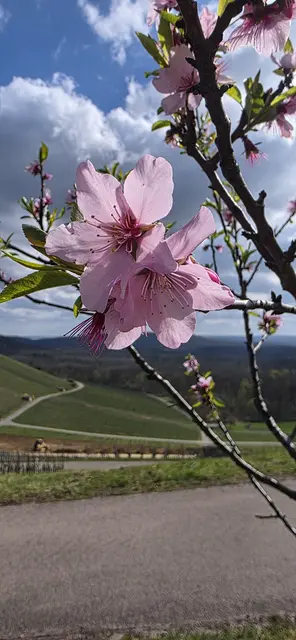 Aussicht durch die leider nur noch wenig vorhandenen Blüten. | Foto: privat Sibylle Tröber