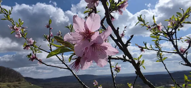 Nur noch wenige Blüten ... aber schööön! | Foto: privat Sibylle Tröber