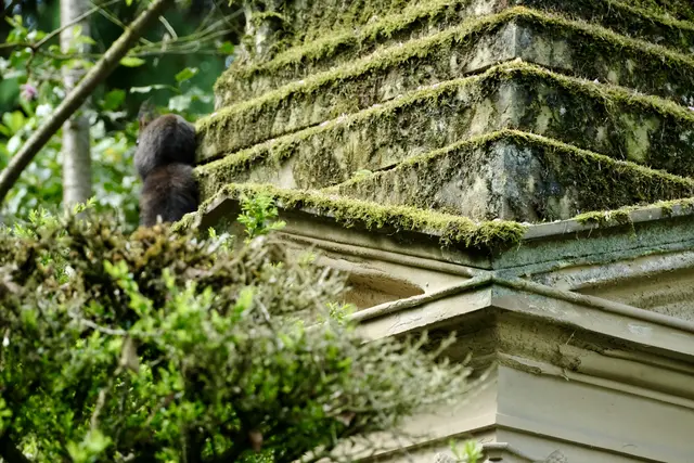 Ein Hörnchen kommt zaghaft | Foto: ED
