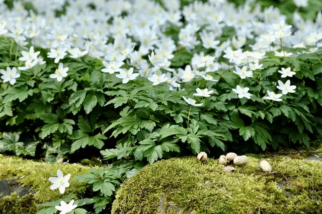 Es ist angerichtet | Foto: ED