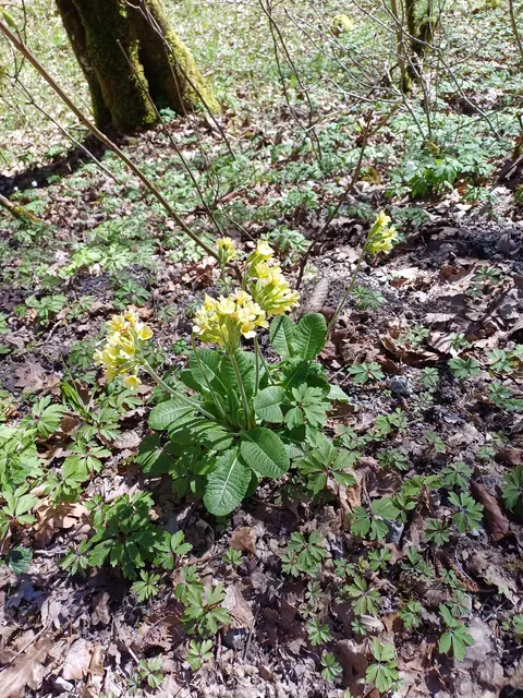 viele Schlüsselblumen am Wegesrand | Foto: E. Rosendorf