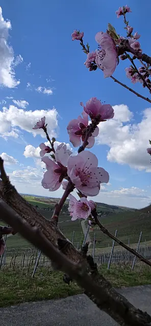 Schön. | Foto: privat Sibylle Tröber