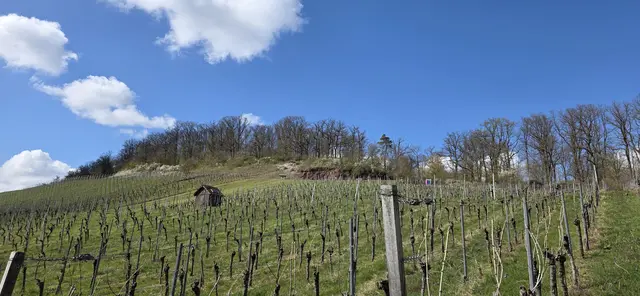 Noch sind die Blüten nicht wirklich zu sehen. | Foto: privat Sibylle Tröber