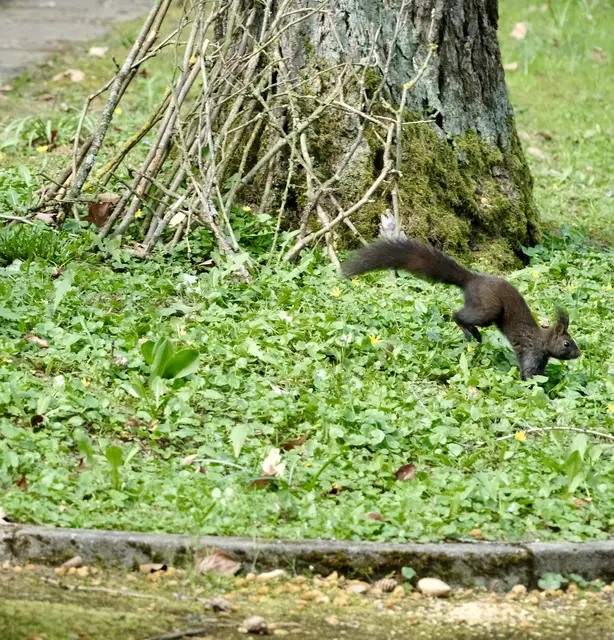Jetzt kommt ein Hörnchen | Foto: ED
