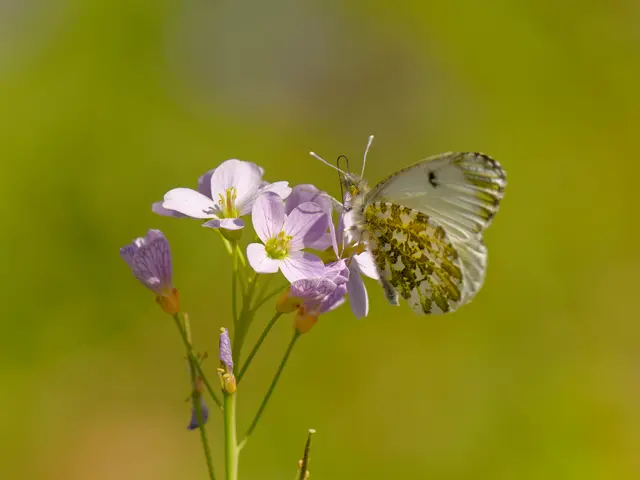 Aurorafalterweibchen auf Wiesenschaumkraut | Foto: Eigenes Bild TB
