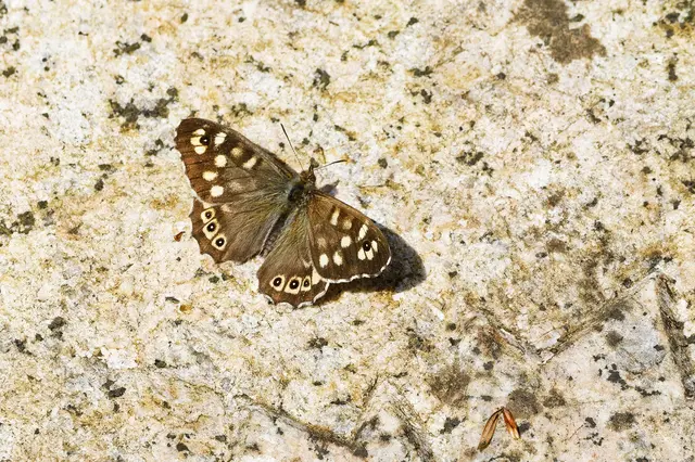 Waldbrettspiel | Foto: WKY