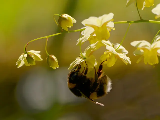 Elfenblume mit Hummel | Foto: Eigenes Bild TB