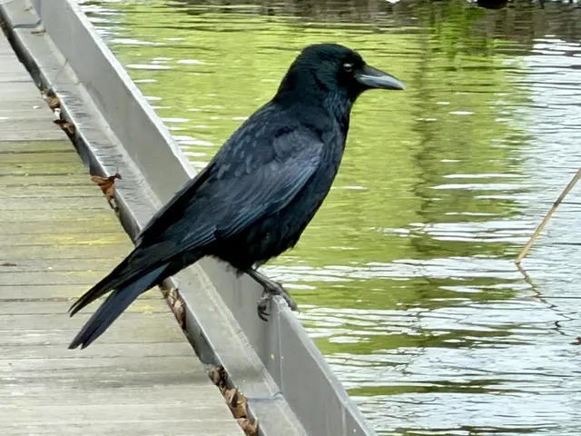 Foto: Heide Böllinger aus Bad Friedrichshall