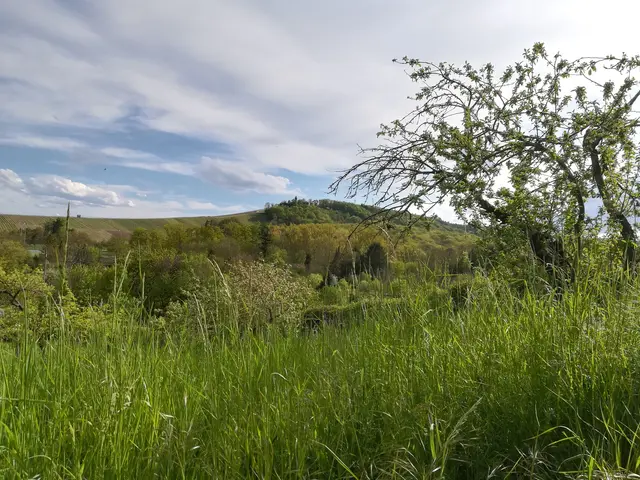 Heuchelberg im Hintergrund | Foto: Lokale Agenda 21