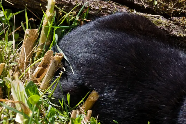 Rückwärts eingeparkt 😸😸😸 | Foto: WKY