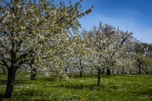 Kirschgarten Erligheim | Foto: ehw