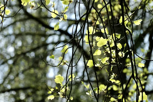 Tulpenbaum | Foto: ED