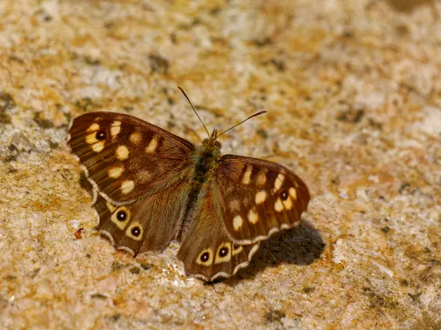 Waldbrettspiel  | Foto: Eigenes Bild TB