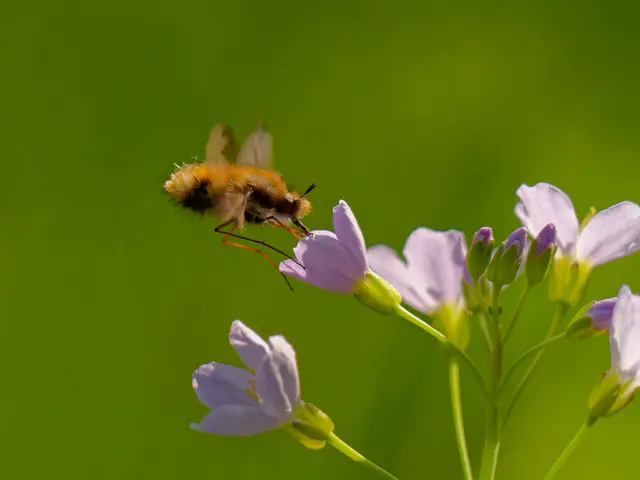 Wollschweber  | Foto: Eigenes Bild TB