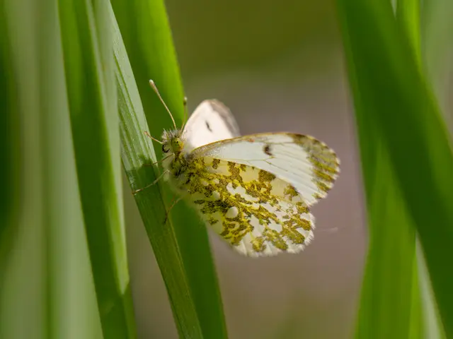 Aurorafalterweibchen sonnt sich | Foto: Eigenes Bild TB