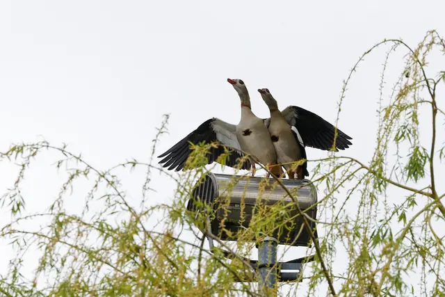 Ich beschütze dich! | Foto: WKY