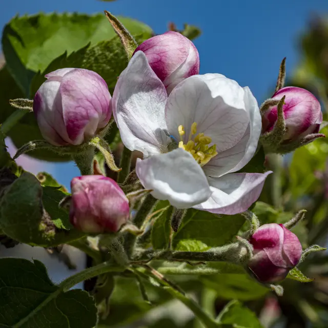 Von der Apfelplantage Erligheim | Foto: ehw