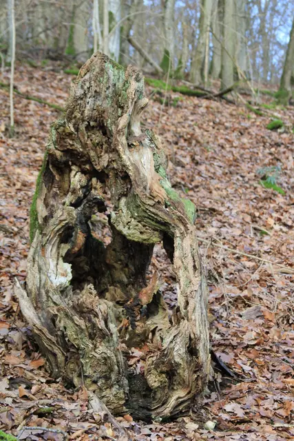 seht ihr das Gesicht? | Foto: Ralf Röser