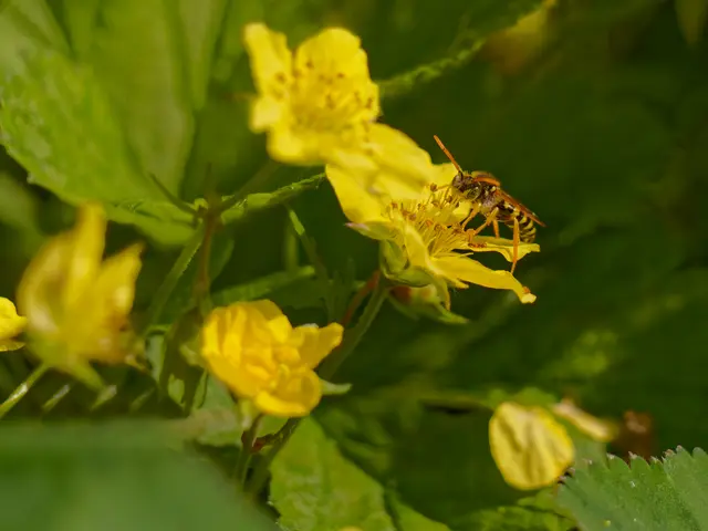 WEspe an Waldsteinia | Foto: Eigenes Bild TB