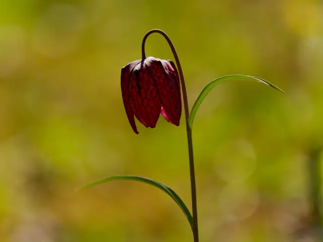 Schachbrettblume | Foto: Eigenes Bild TB