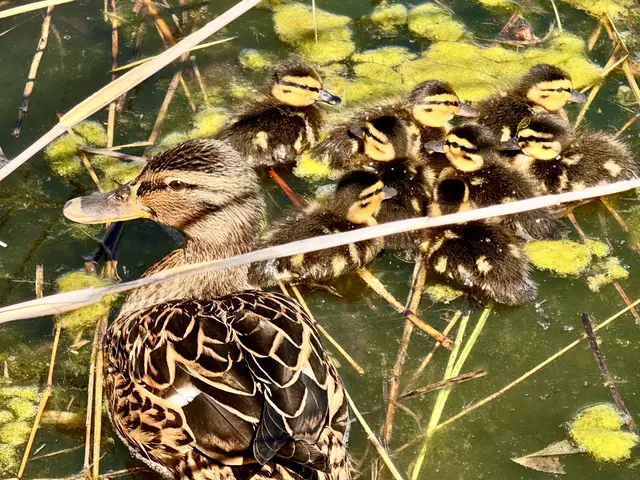 Foto: Heide Böllinger aus Bad Friedrichshall